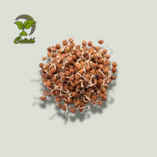 Kichererbsensprossensamen