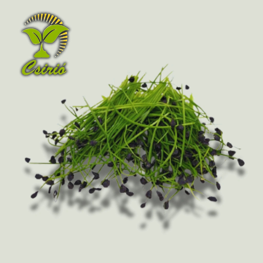 Microgreen-Samen für rote Zwiebeln