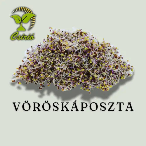 Rotkohlsprossensamen