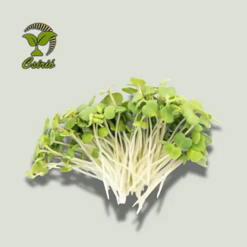 Brokkoli-Microgreen-Samen