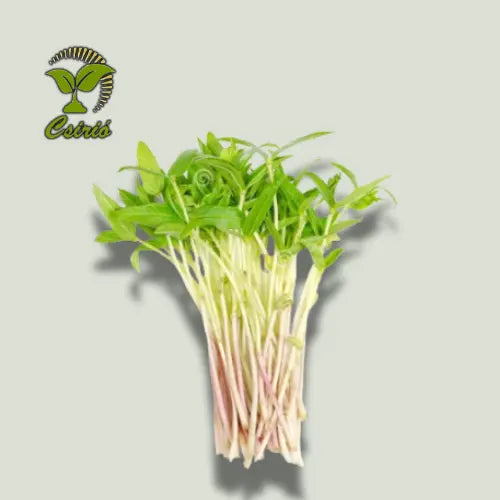 Mungbohnen-Microgreen-Samen