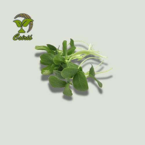 Melone Mikrogrün Samen