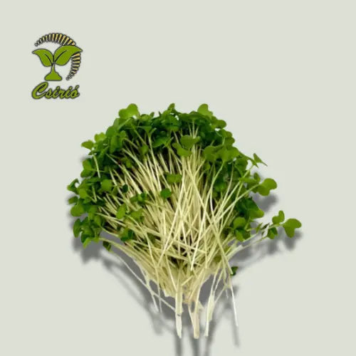 Rucola-Microgreen-Samen