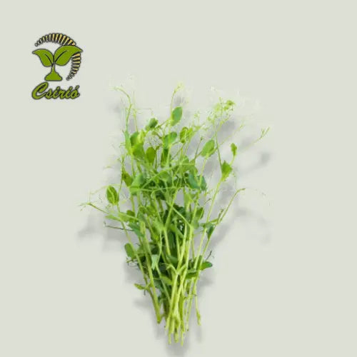Mikrogrün Erbsen-Samen