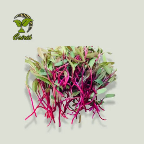 Rote-Bete-Microgreen-Samen