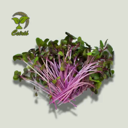 Rotkohl-Microgreen-Samen