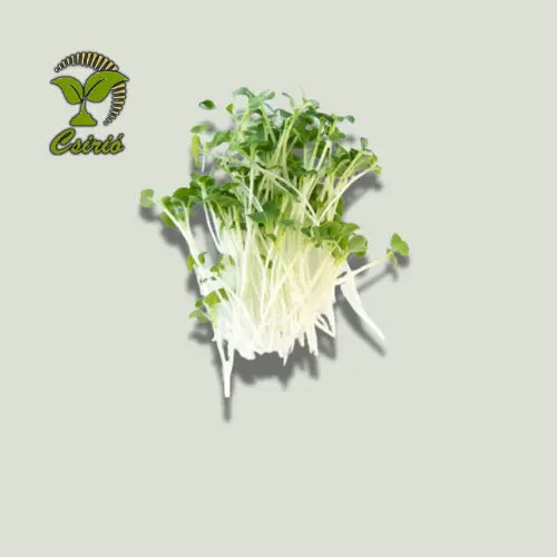 Tatsoi Mikrogrün Samen