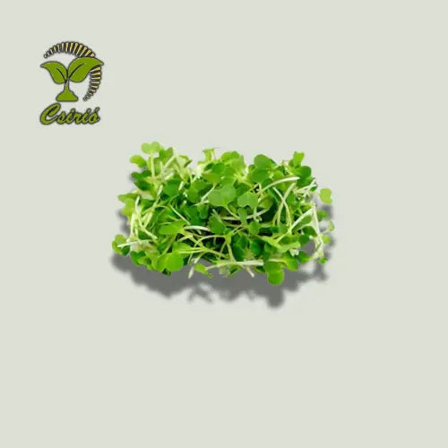 Pak Choi Microgreen Samen
