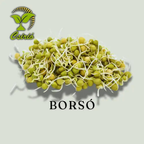 Erbsensprossensamen