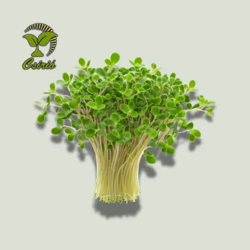 Kichererbsen-Microgreen-Samen