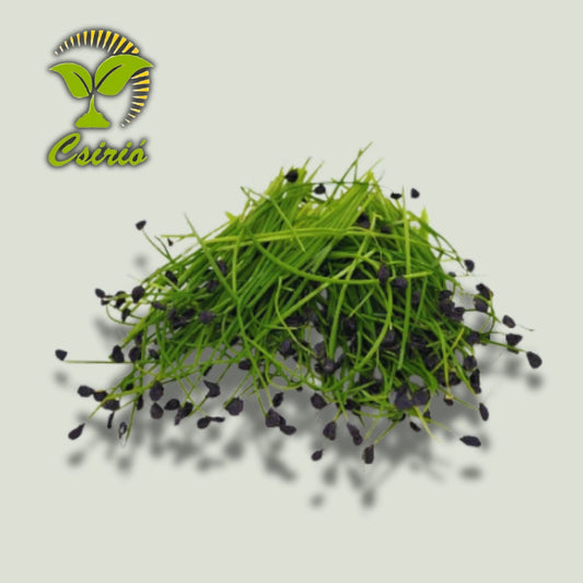 Microgreen-Samen für rote Zwiebeln