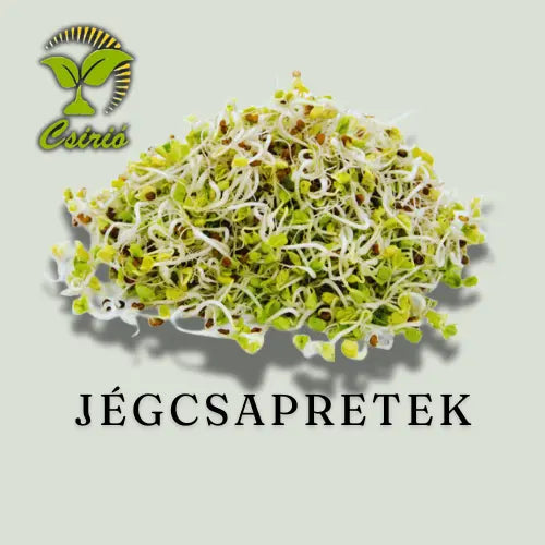 Eisbergrettich-Sprossensamen