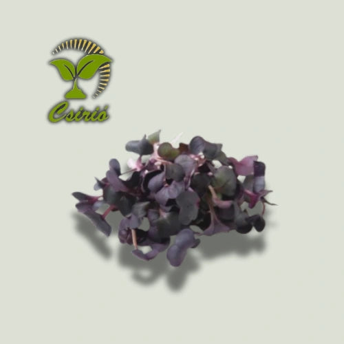 Schwarze Rettich-Microgreen-Samen