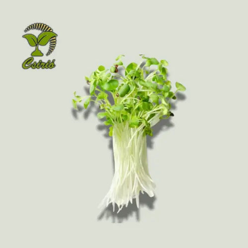 Weiße Senf-Microgreen-Samen