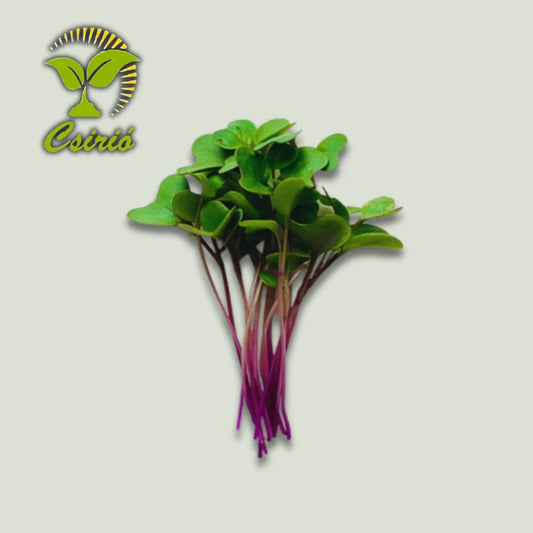 Mikrogrün Kohlrabi-Samen