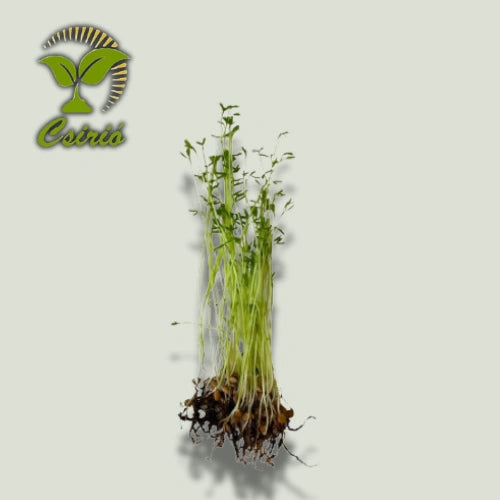 Mikrogrün Linsen-Samen