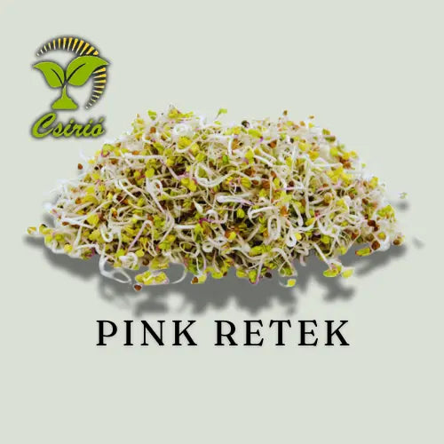 Rosa Rettichsprossensamen