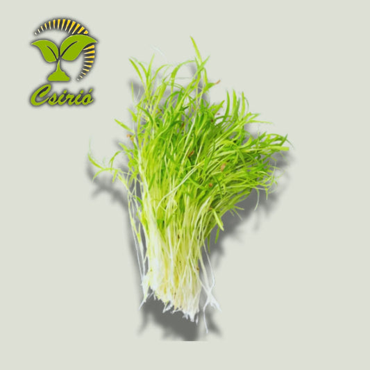 Mikrogrün Herbstrübe-Samen