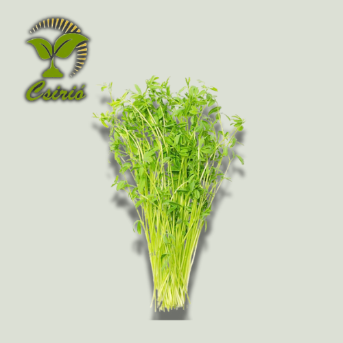 Rote Linsen-Microgreen-Samen